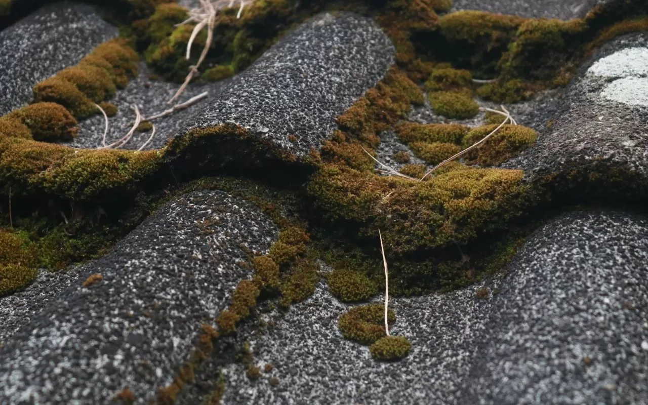 Safe roof cleaning advice to remove moss and algae without damaging shingles.